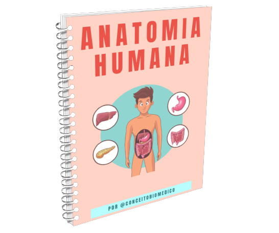 Resumos de Anatomia